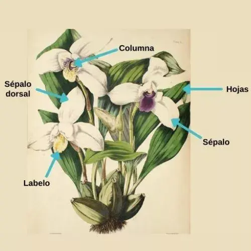 La Monja Blanca de Guatemala