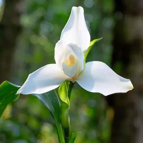 cuál es la flor nacional de Guatemala
