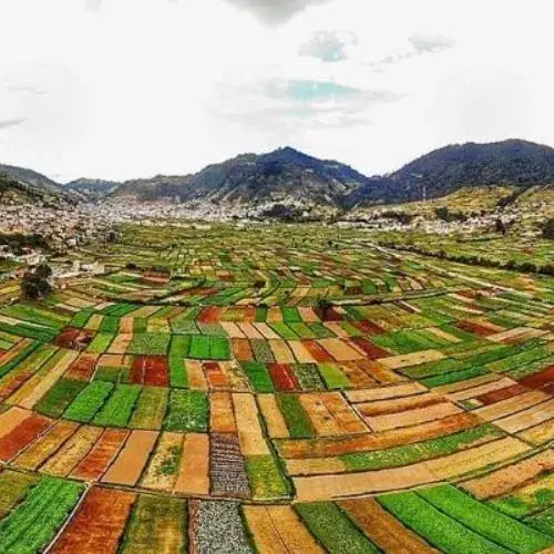 verduras gigantes