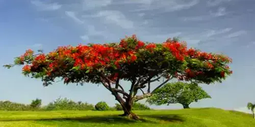 Árbol de Flamboyán en Guatemala