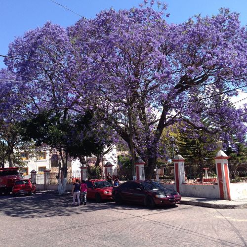 Árbol de Jacaranda en Guatemala