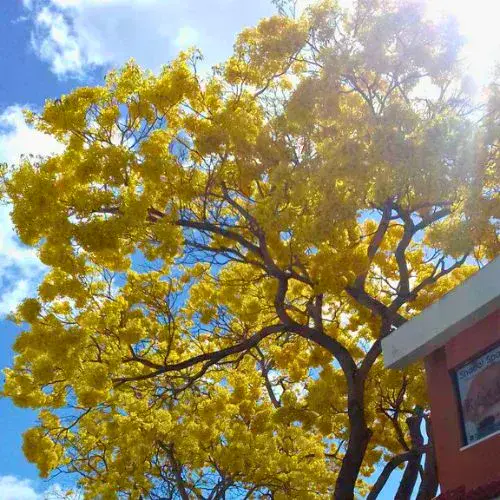 Árbol de Palo Blanco en Guatemala