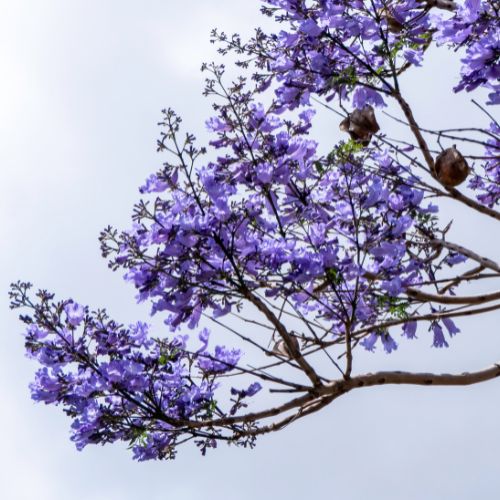 Características del árbol de jacaranda