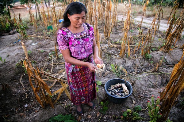 Descricpión de foto - Mujer indígena en su campo de cultivo de maíz. - Crédito de foto - ichi.pro