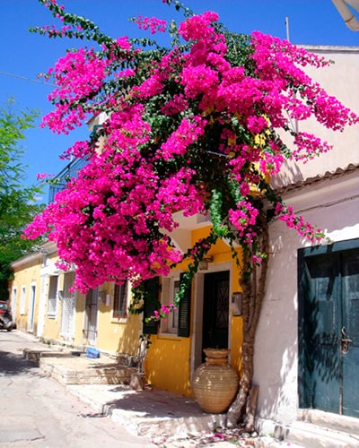 Descripción de foto: Árbol de Buganvillia enredado en una pared de una casa de Antigua Guatemala. (Crédito de foto: Everything Greek)