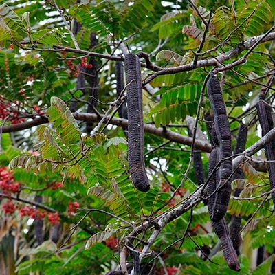 Descripción de foto - Árbol de Cassia grandis con muestra de las vainas de semilla. - Crédito de foto - Mauricio Mercadante