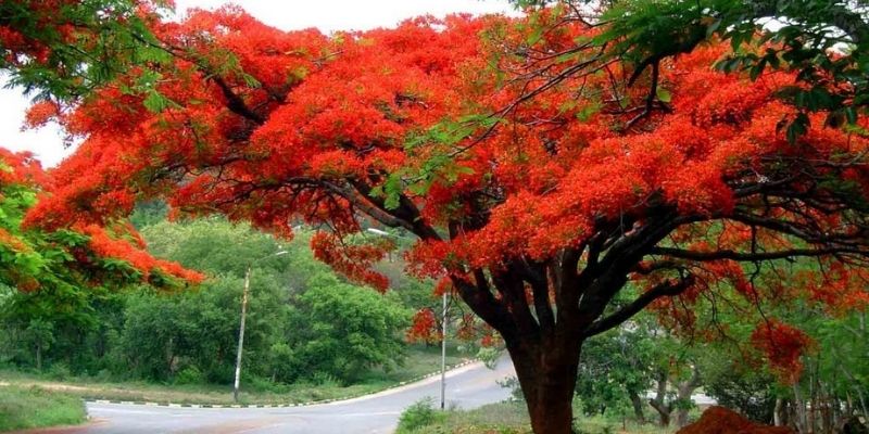 Descripción de foto - Árbol de flamboyán en medio de la carretera con tus flores abiertas. - Crédito de foto - @olindasalguero