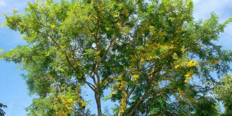Descripción de foto - árbol de guachipilín, con las flores abiertas, pintando el árbol de amarillo. -Crédito de foto - Verde Natura