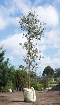 Descripción de foto - árbol joven de calistemo, en un saco con tierra, listo para ser plantado. - Crédito de foto - Viveros Zirahuen