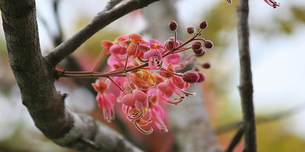 Descripción de foto - Acercamiento de flor de Cassia grandis, sostenida de una rama. - Crédito de foto - Eulampio Duarte