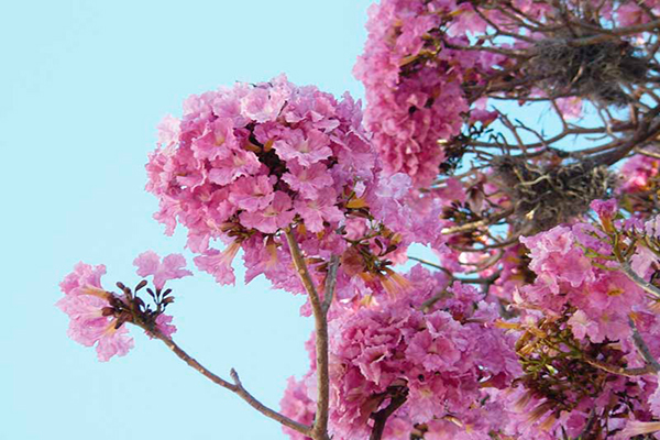 Descripción de foto - Acercamiento de la flor de matilisguate, de color rosa y con varias enredaderas en sus ramas. - Crédito de foto - Emilia Ruíz