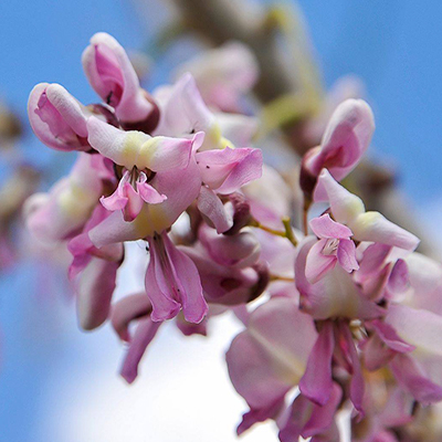Descripción de foto - Acercamiento de la flor del árbol Madre Cacao en tonos rosas y blancos. - Crédito de foto - El sabor de mi tierra