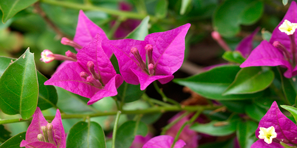 Descripción de foto - Acercamiento de una flor de buganvillia, con sus pétalos abiertos y de color rosado. - Crédito de foto - Disfrutar en el huerto y en el jardín