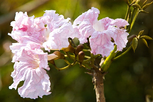 Descripción de foto - Acercamiento del género Tabebuia rosea scaled - crédito de foto - UFM
