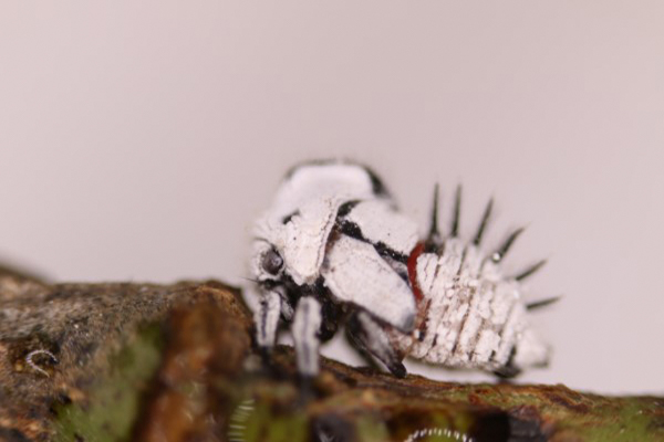 Descripción de foto - Acercamiento del torito blanco en su etapa adulta, parado en una rama de árbol. - Crédito de foto - Fiprodefo