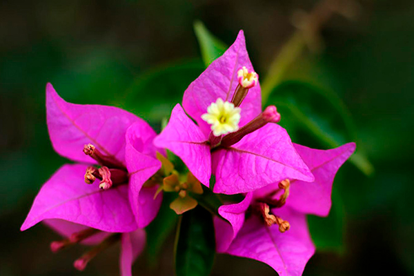 Descripción de foto - Acercamiento y primera plana de una flor de Buganvillia de color púrpura. - Crédito de foto - Diaria menteali