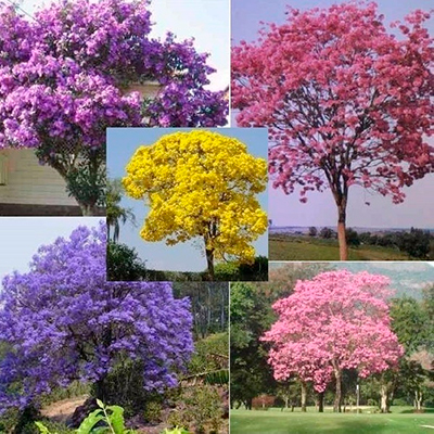 Descripción de foto - Collage de cinco diferentes tipos de colores de árboles de guayacán. - Crédito de foto - Mercado libre