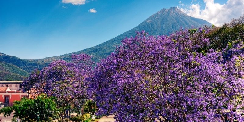 Descripción de foto - El Parque Central de Antigua Guatemala con el volcán Agua enmarcada por árboles de jacaranda. - Crédito de foto - Al Argueta