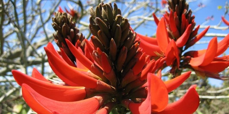 Descripción de foto - Primer plano de la flor de palo de pito, siendo un ramo, de color rojo. - Crédito de foto - Maya ethnobotany