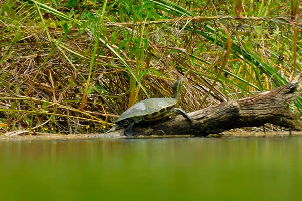 Descripción de foto - Tortuga sobre un tronco, sobre el agua, alcanzando unas ramas para almientarse. - Crédito de foto - Parque Nacional El Rosario