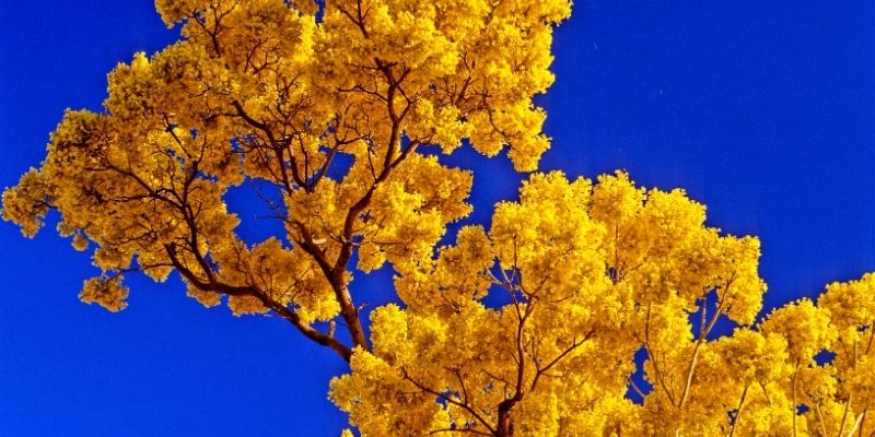 Descripción de foto - Vista de la flor amarilla de palo blanco con fonde del color azul del cielo. - Crédito de foto - Dukas Presseagentur