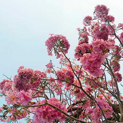 Descripción de foto - Vista desde abajo de las flores de matilisguate en la ciudad de Guatemala. - Crédito de foto - @dafneorantes - Instagram