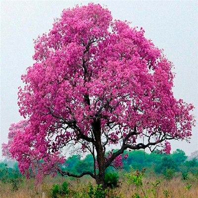 Descripción de foto - Vista lejana de una Tabebuia Avellanedae Pink, un tipo de Tabebuia de color rosado intenso. - Crédito de foto - IndiaMart