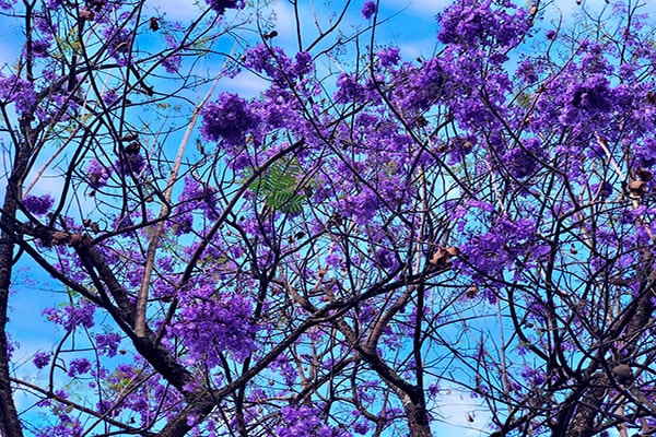 Descripción de foto - acercamiento de flores y ramas de árbol de guayacán. - Crédito de foto @paulavidal97 - Twitter