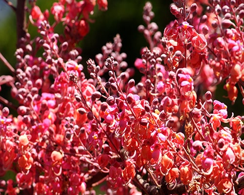 Descripción de foto - acercamiento de la flor de Cassia grandis. - Crédito de foto - Myinage