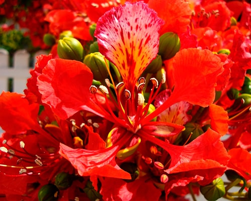 Descripción de foto - acercamiento de la flor de flamboyán con sus pétalos abiertos. - Crédito de foto - badins