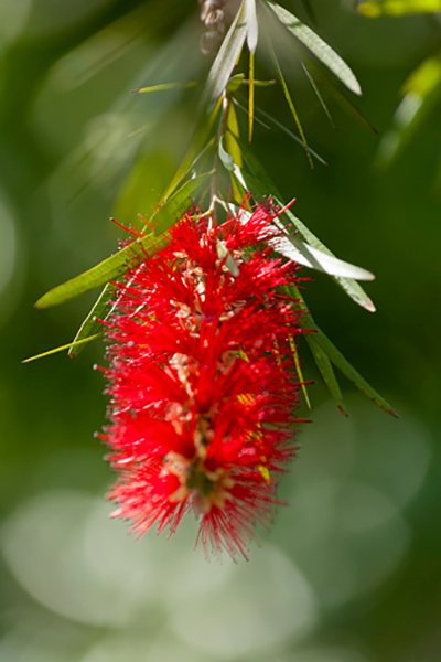Descripción de foto - acercamiento de las flores del calistemo rojo. - Crédito de foto - Byron Ortiz A