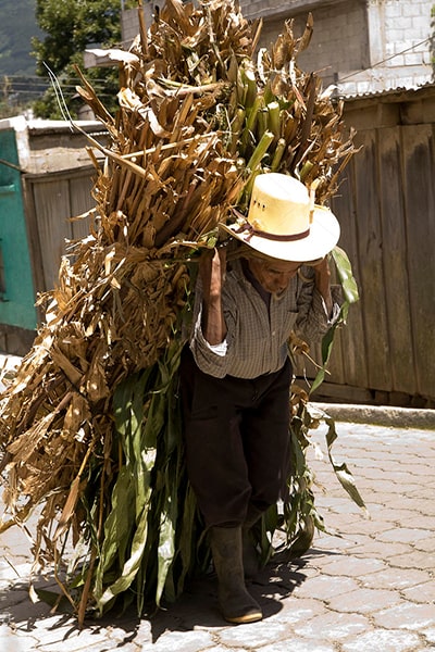 Descripción de foto - anciano agricultor llevando su cosecha cuesta arriba. - Crédito de foto - Design Pics Inc