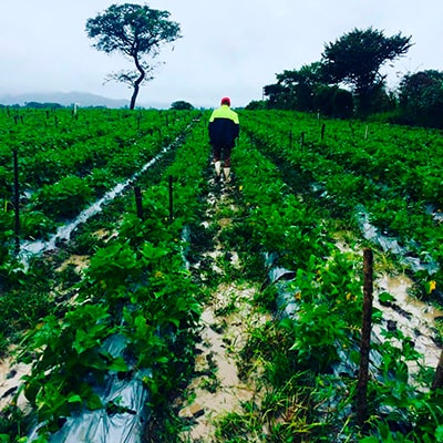 Descripción de foto - hombre caminando entre el campo de cultivo de café en San Jerónimo Baja Verapaz - Crédito de foto - gt.omar_3102
