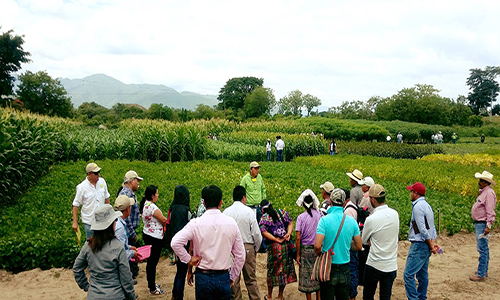 Descripción de foto - hombres dándole una charla a pobladores de San Jerónimo Baja Verapaz en un campo de cultivo agrícola. - Crédito de foto - ICTA Guatemala