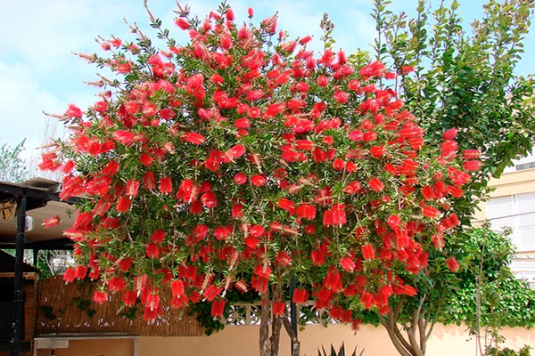 Descripción de foto - vista de un árbol de calistemo rojo con todas sus flores abiertas. - Crédito de foto - Llavors
