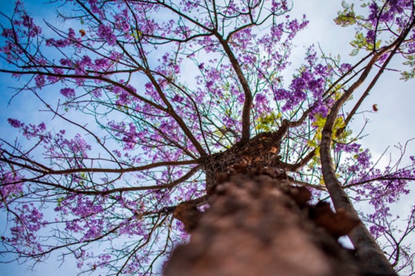 Descripción de foto - vista desde abajo de un árbol de guayacán con vista a sus ramas llenas de flores. - Crédito de foto - Leonardo