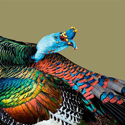 Descripción de la foto para personas con discapacidad visual - Acercamiento del rostro del Pavo ocelado. - Crédito de foto - Mundo Aves
