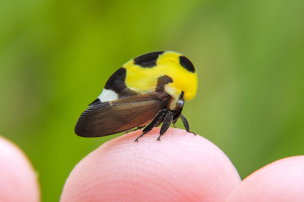 Descripción de la foto para personas con discapacidad visual - Periquito del nache parado sobre un dedo. - Crédito de foto - Naturalista