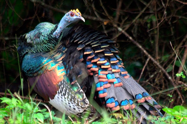 Descripción de la foto para personas con discapacidad visual - Vista del pavo ocelado mostrando sus plumas de colores. - Crédito de foto - Project Noah