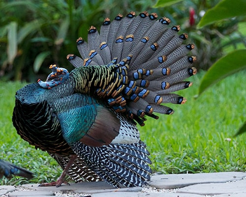 Descripción de la foto para personas con discapacidad visual - Vista del plumaje del pavo ocelado en la naturaleza. - Crédito de foto - Arlene Koziol