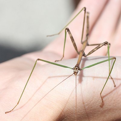 Descripción de la foto para personas con discapacidad visual: quiebrapalitos Diapheromeridae, colocado en la mano de una persona. (Crédito de foto: Even Dankowicz)