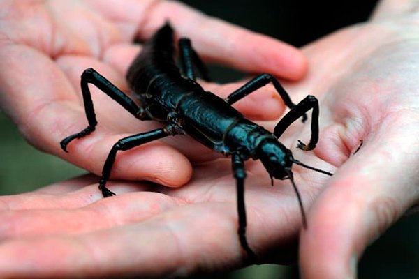 Descripción de la foto para personas con discapacidad visual: quiebrapalitos de cuerpo grueso, color negro, caminando por las manos de un hombre. (Crédito de foto: Hablemos de insectos.)