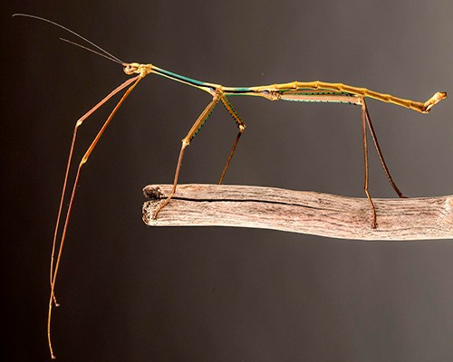 Descripción de la foto para personas con discapacidad visual: Phasmatidae parado en la rama de un árbol. (Crédito de foto: Todoservivo)