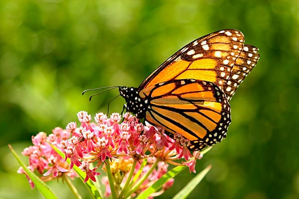 Descripción de la foto para personas con discapacidad visual: mariposa monarca posada en una flor de color rosado. (Crédito de foto: Santuario de Mariposas monarca)