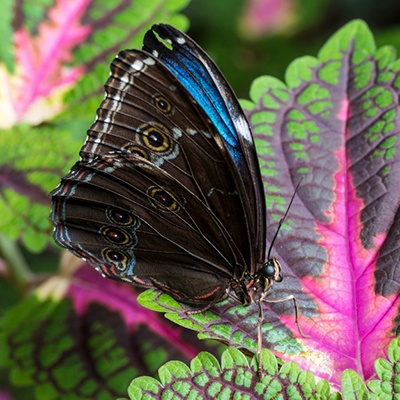 Descripción de la foto para personas con discapacidad visual: mariposa morfa visa con las alas cerradas, mientras se posa en una hoja. (Crédito de foto: Freepik)