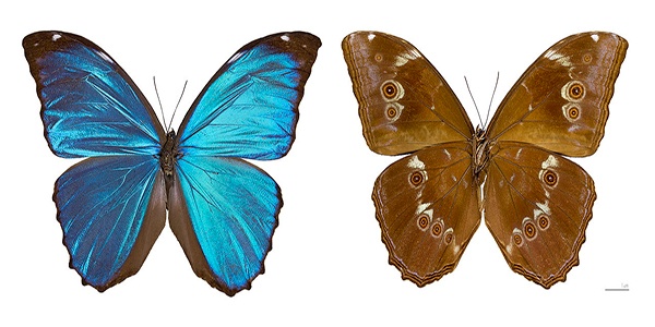 Descripción de la foto para personas con discapacidad visual: de lado izquierdo una morfa azul macho de color azul intenso, de lado derecho una morfa hembra de color café. (Crédito de foto: Wikiwand)