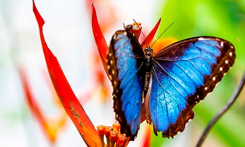 Descripción de la foto para personas con discapacidad visual: mariposa morfo azul sostenida de la flor de un árbol. (Crédito de foto: Turismo de Observación)