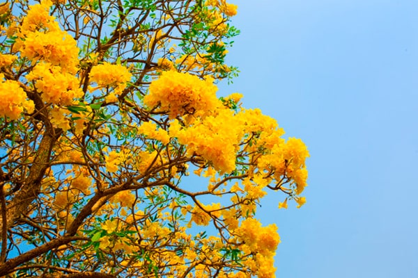 Vista de las flores de tabebuia aurea, una especie de color amarillo y verde. - Crédito de foto - Freepik