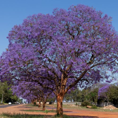 árbol morado jacaranda en Guatemala