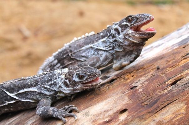 Iguana de órgano en Guatemala